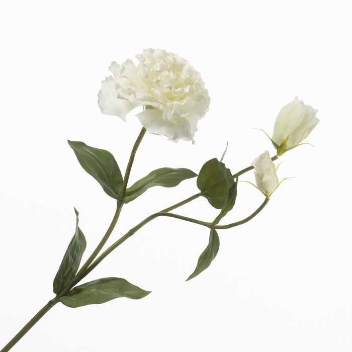 <h4>Lisianthus White FL440373WHI</h4>