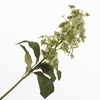 Hydrangea Butterfly Green FL440372GRN