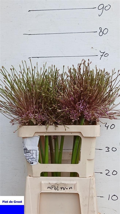 <h4>Allium Schubertii</h4>