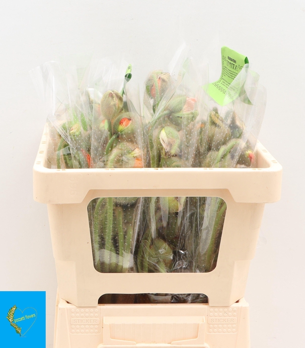 <h4>PAPA NU POP BUS GEM</h4>