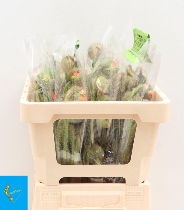 <h4>PAPA NU POP BUS GEM</h4>