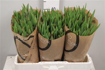 <h4>Tu En Strong Love</h4>