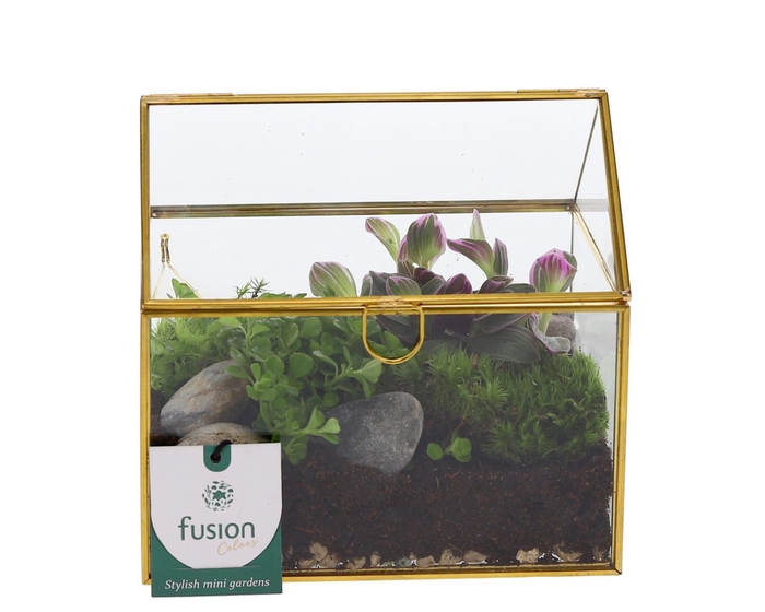 <h4>Glazen huis met arrangement</h4>