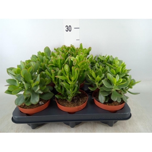Crassula   ...mix