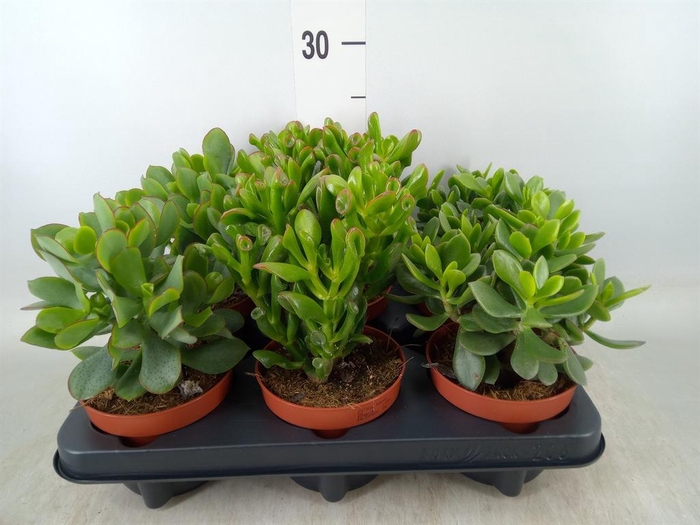 <h4>Crassula   ...mix</h4>