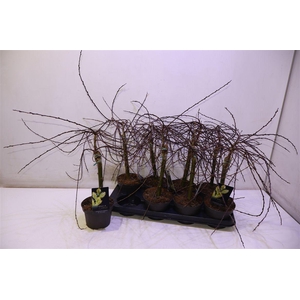 Salix Rep Iona Op Stam