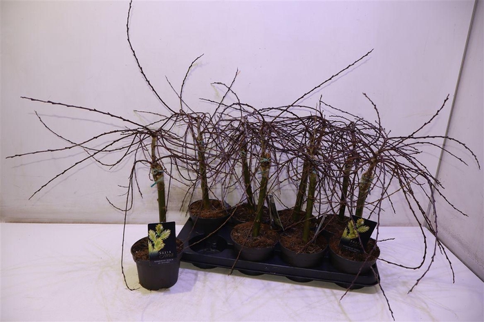 <h4>Salix Rep Iona Op Stam</h4>