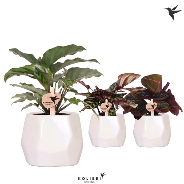 <h4>Kolibri Greens Calathea mix in Pearl pot travertine</h4>