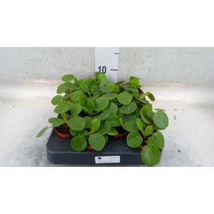 Pilea peperomioides