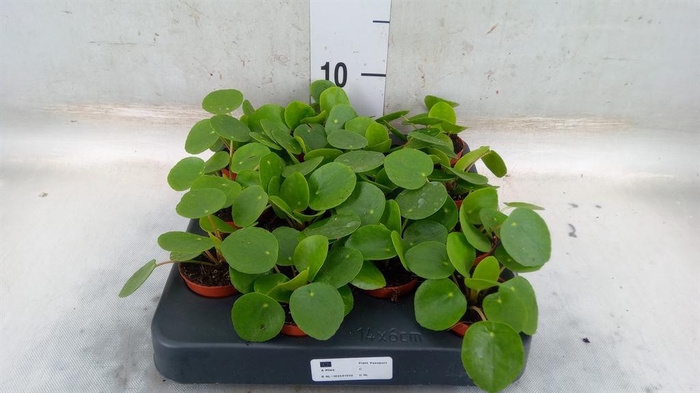 <h4>Pilea peperomioides</h4>