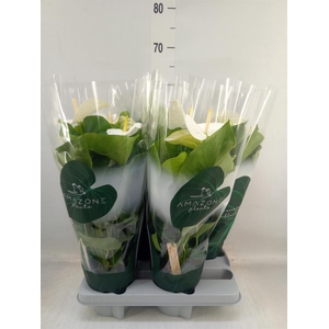 Anthurium andr. 'Samora'