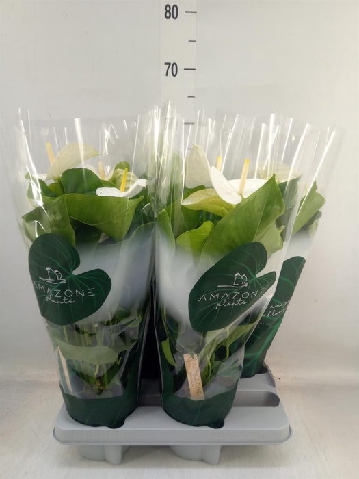 <h4>Anthurium andr. 'Samora'</h4>