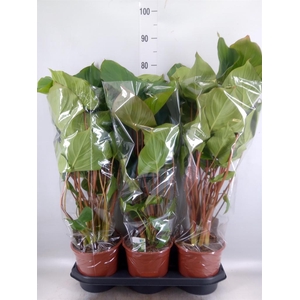 Homalomena rubescens 'Maggy'