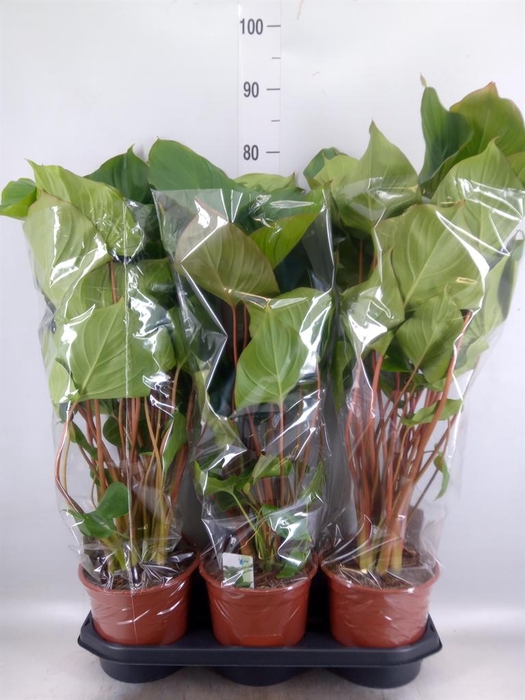 <h4>Homalomena rubescens 'Maggy'</h4>