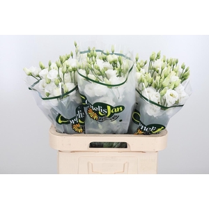 Eust Du Rosita White