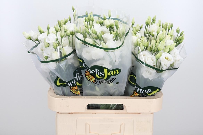 <h4>Eust Du Rosita White</h4>