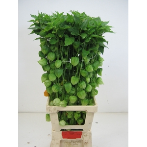 PHYSALIS LAMPION TAK