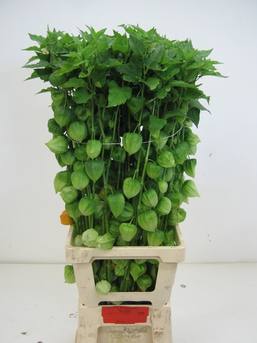 <h4>PHYSALIS LAMPION TAK</h4>