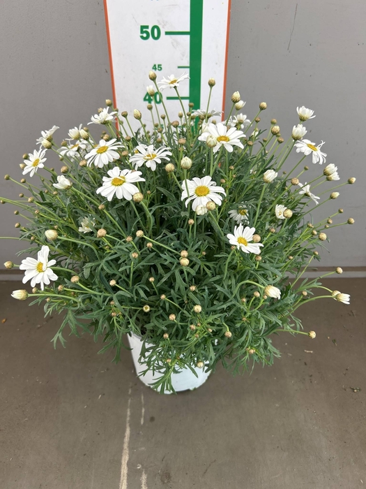 <h4>ARG SIMBA WHITE</h4>