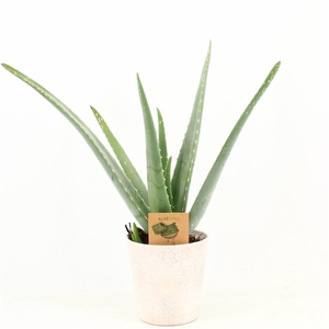 Aloe Vera P12 in keramiek Amy