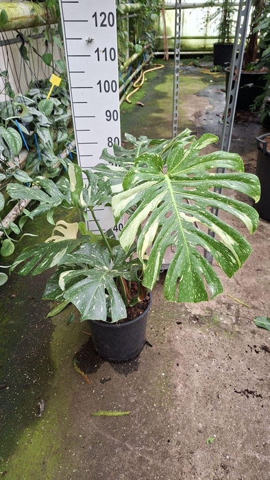 <h4>Sparmannia africana</h4>