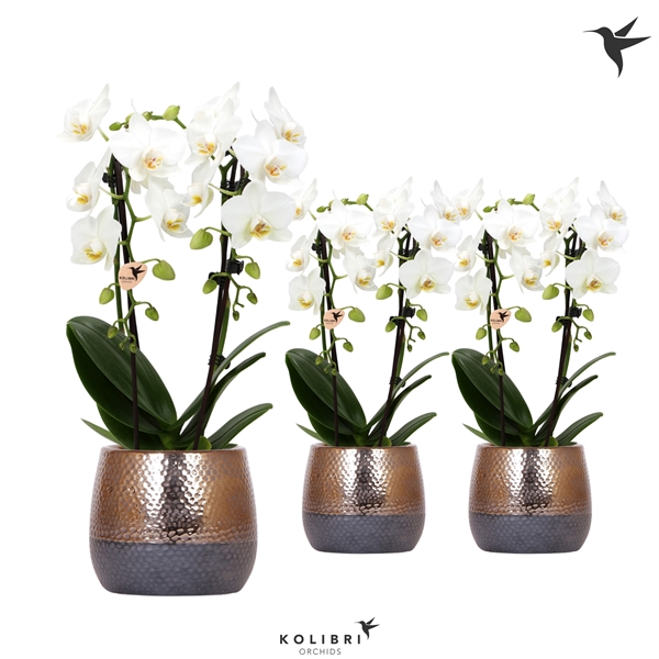 <h4>Kolibri Orchids Niagara fall white 2 spike in Elite pot copper</h4>