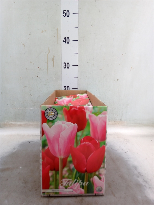 <h4>Tulipa   ...flowerbulbs</h4>