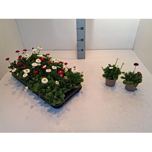 BELLIS PERENNIS