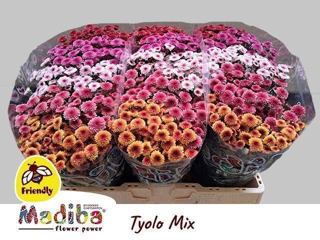 <h4>Chr San Madiba Tyolo gemengd</h4>