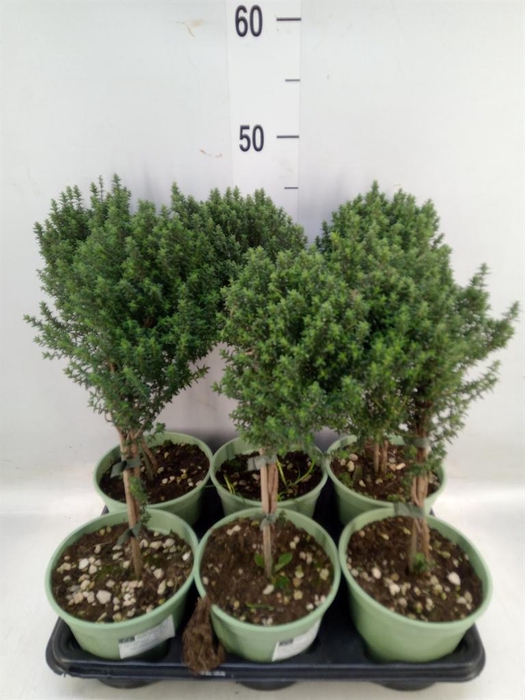 <h4>Thymus vulgaris</h4>