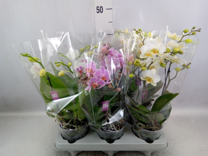 <h4>Phalaenopsis multi.   ...mix</h4>