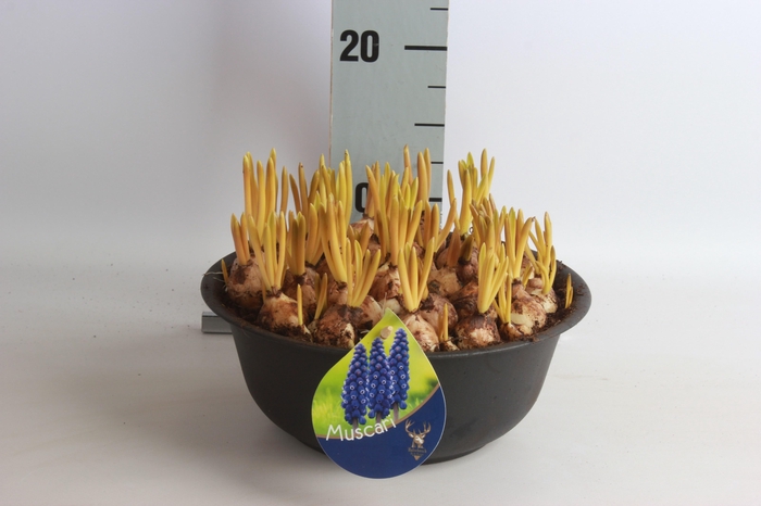 <h4>ARR MUSCARI</h4>