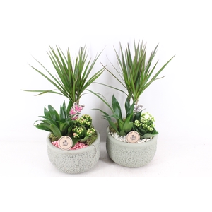 arr2 PL - Ker. bolpot groen Dracena - wit/roze
