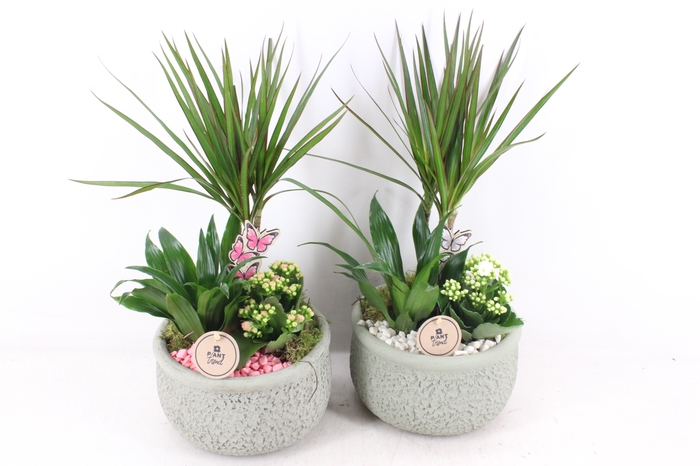 <h4>arr2 PL - Ker. bolpot groen Dracena - wit/roze</h4>