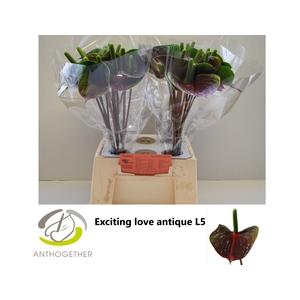 ANTH A EXC. L. ANTIQUE 40