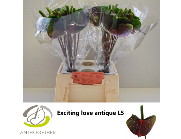 <h4>ANTH A EXCITING LOVE 40 water antiek</h4>