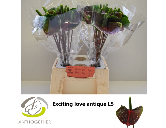 <h4>ANTH A EXC. L. ANTIQUE 40</h4>