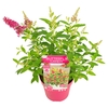 Buddleja Butterfly Candy Little Rub