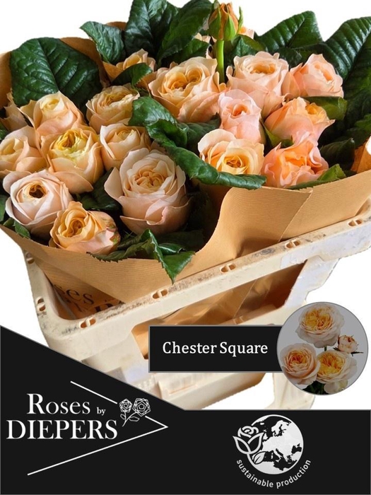 <h4>R TR CHESTER SQUARE</h4>