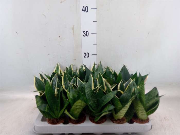 <h4>Sansevieria trifa. 'Hahnii'</h4>