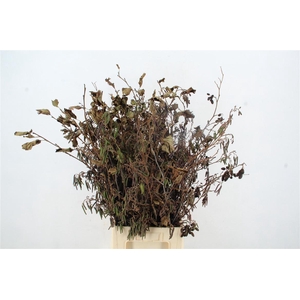 Elzenproppen Per Bunch