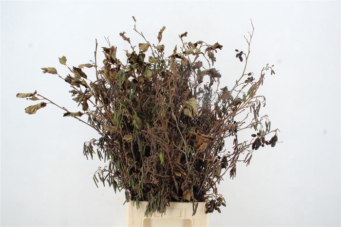 <h4>Elzenproppen Per Bunch</h4>