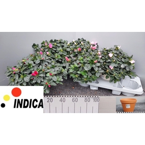 RHODO SI V GEM 5 SRT