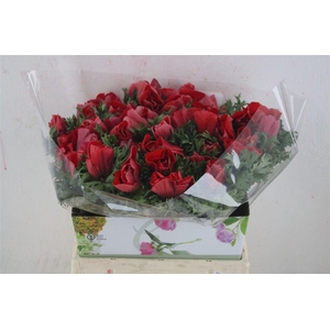 Anem Mistral Super Red