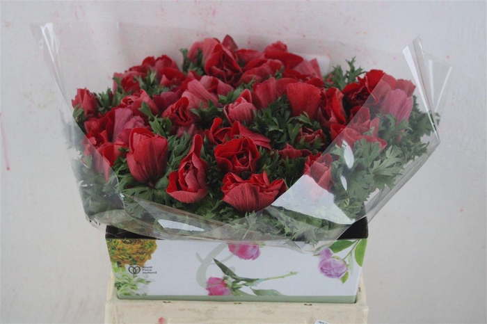 <h4>Anem Mistral Super Red</h4>