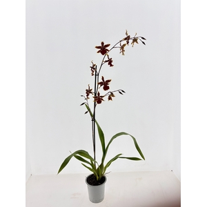 ORCHIDEEEN OVERIG