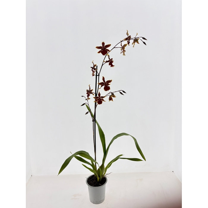 <h4>ORCHIDEEEN OVERIG</h4>