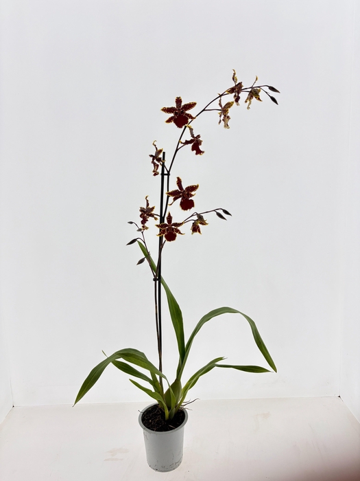 ORCHIDEEEN OVERIG