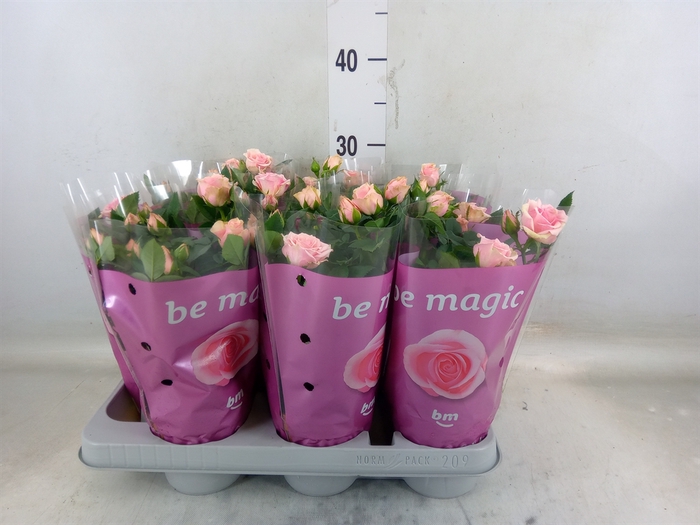 <h4>Rosa  'Lady Jewel'</h4>
