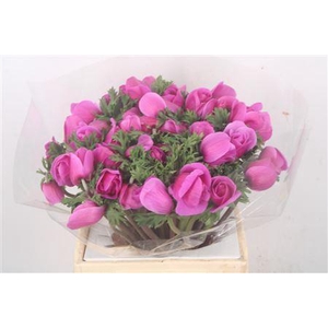 Anem. Mistral Fuchsia X L